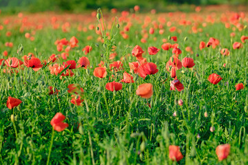 Obraz na płótnie Canvas Flowering poppy field 1