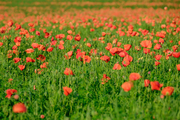 Flowering poppy field 2