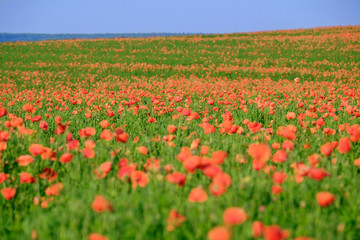 Flowering poppy field 4