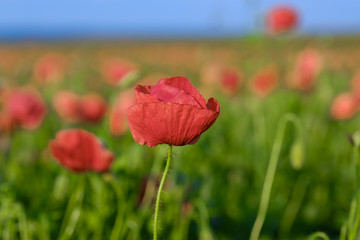 Blossoming poppy close-up surrounded by other poppies 1