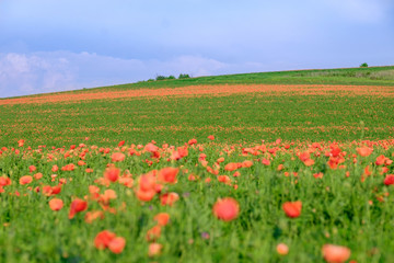 Flowering poppy field and blue skies