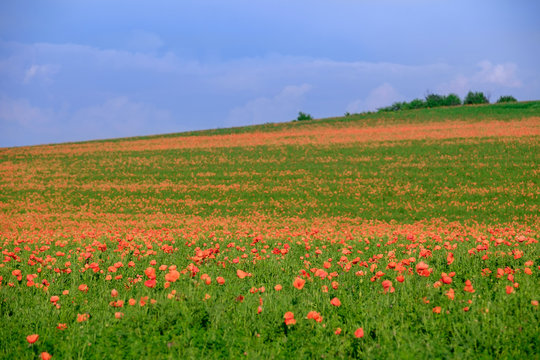 Endless poppy fields 2 © Denis Martynov
