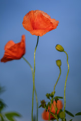Flowering poppies on the blue sky background 2