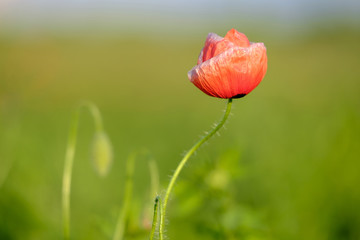 Crooked poppy plant on a blurred green background 2