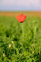 Poppy plant on a blurred background 2
