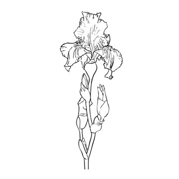 Black and white outline image of flower of iris
