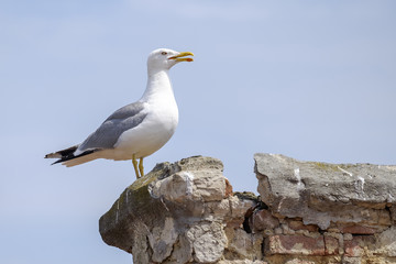 Seagull with open beak sits on stones