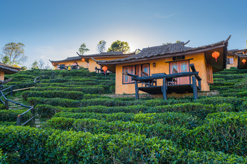 Naklejka premium Tea Plantation and hut in Ban Rak Thai. Mae Hong Son, Thailand.