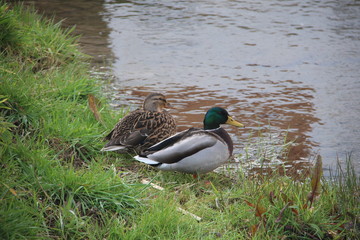 Pato verde, pato marron