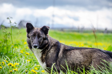 темная собака смотри в камеру