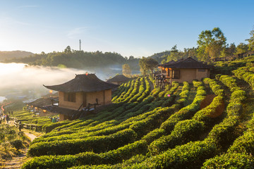 Tea Plantation and hut in Ban Rak Thai. Mae Hong Son, Thailand.