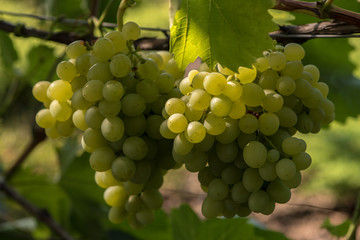 brush of grapes on the vine, sunlight