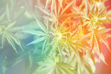 Light toning Flower of marijuana macro at the beginning of flowering beautiful background top view