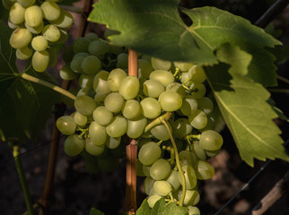brush of grapes on the vine, sunlight