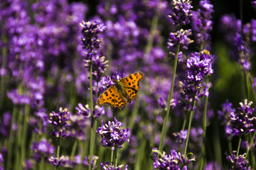 Butterfly on lavender No.2