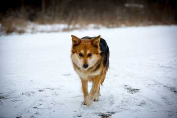 dog in snow