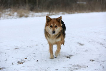 dog walk on winter meadow