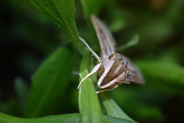  Elephant hawk moth Night butterfly  on a green background of a garden plant at night