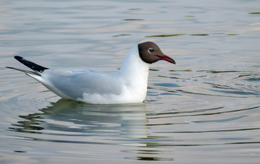 Black-headed gull swims in grey colored winter river