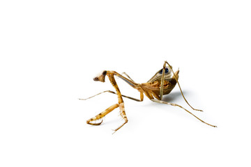 Praying mantis