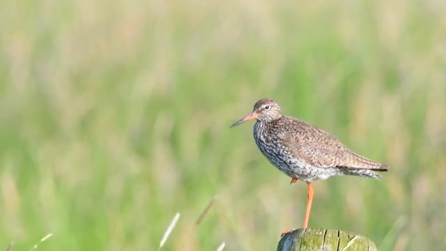 Redshank or Common Redshank sitting on a pole