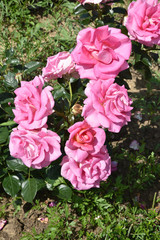 Rosier rose