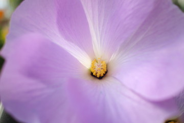 Macro fiore viola