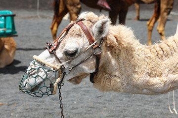 Close up of camel with muzzle resting and waiting for tourists for camel rides in Lanzarote, Spain