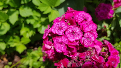 Fototapeta premium Rote Blüte