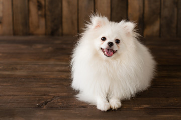 Fototapeta na wymiar Little Pomeranian spitz-dogpuppy.It can be used as a background