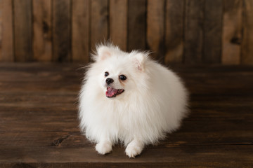 Little Pomeranian spitz-dogpuppy.It can be used as a background