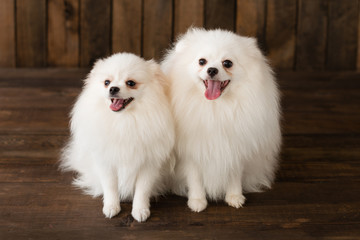 Fototapeta premium Little Pomeranian spitz-dogpuppy.It can be used as a background