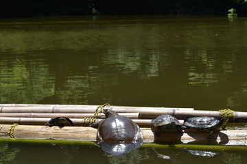 亀と鼈のプールサイド