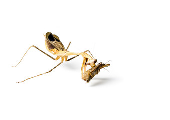 Praying mantis and cockroach
