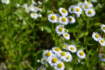 chamomiles flowers in the field