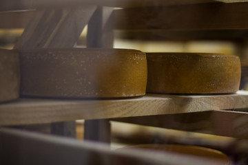 hard, pressed, cheese, manufacture, ageing, food, induxtry, yellow,