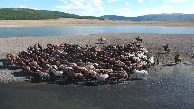 Aerial drone shot close up herd of horse along a lake in Mongolia.