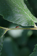 Macro beetle detail in foliage