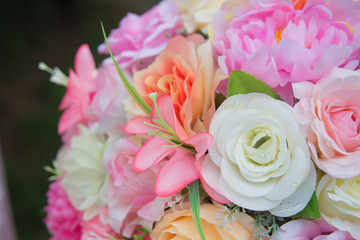 beautiful rose flower 