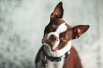 Portrait of Boston terrier, head cocked looking at camera