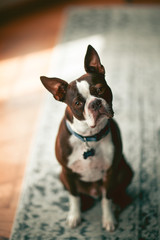 Portrait of Boston terrier, head cocked looking at camera