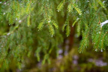 Tannennadeln im Winter