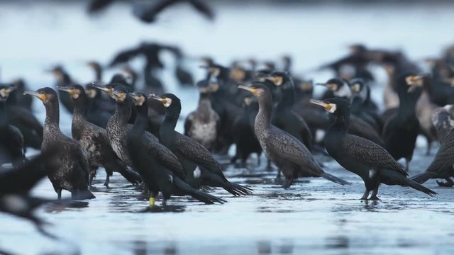 飛び立つカワウの大群(Great Cormorant)
