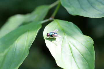 Macro fly on leaf edge against blurred background
