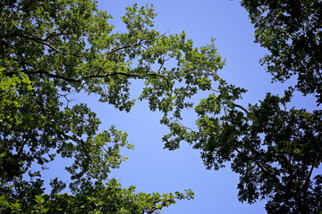 Two trees touch each other, stretching their branches towards each other