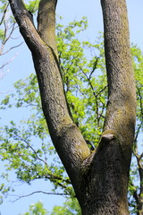 Fototapeta premium Branch fork of a tree