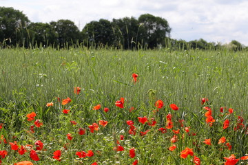 Poppies in a field