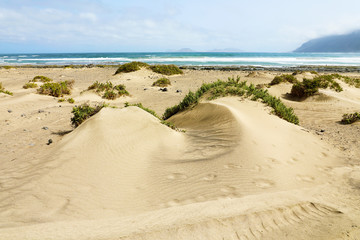 Beautiful view of sand dunes with green vegetation and Atlantic Ocean on the background, Lanzarote, Spain