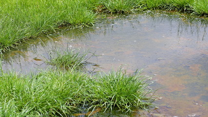 refelection in puddle on a meadow