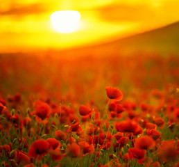 Incredibly beautiful flowering poppies. Red field of flowers at sunset.
